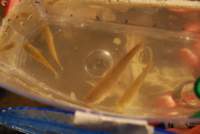 dsc_1467_small.jpg
