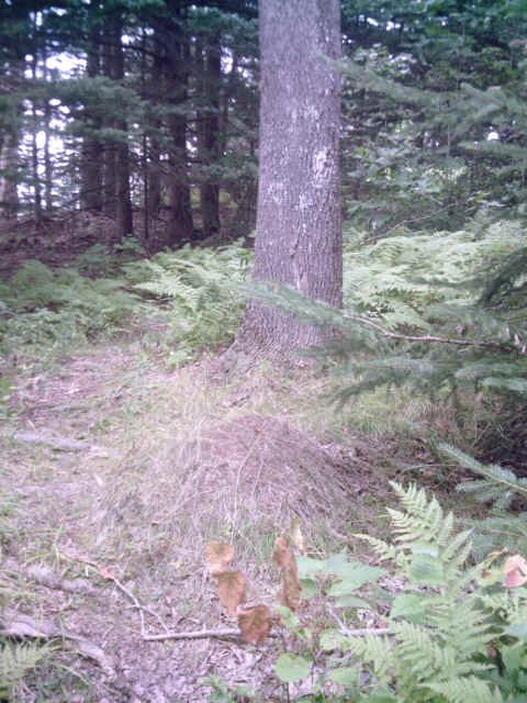 ewassumkeagnetopanthillferns.jpg