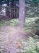 ewassumkeagnetopanthillferns_small.jpg