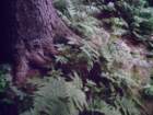 fwassumkeagnetopferns3_small.jpg