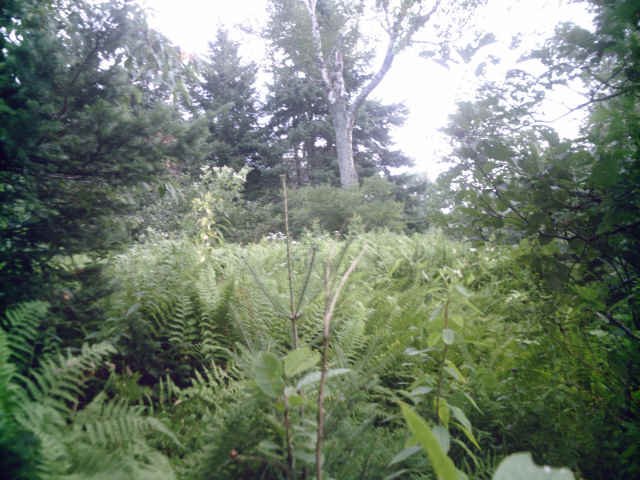 g2wassumkeagnewassumkeagferns1.jpg