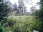 g2wassumkeagnewassumkeagferns1_small.jpg