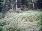 jwassumkeagnewassumkeagfernsinthebreeze_small.jpg