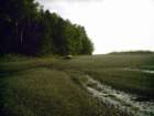 lwassumkeagtidalstreamlowtide_small.jpg