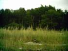 m1wassumkeagsacrificeforest_small.jpg
