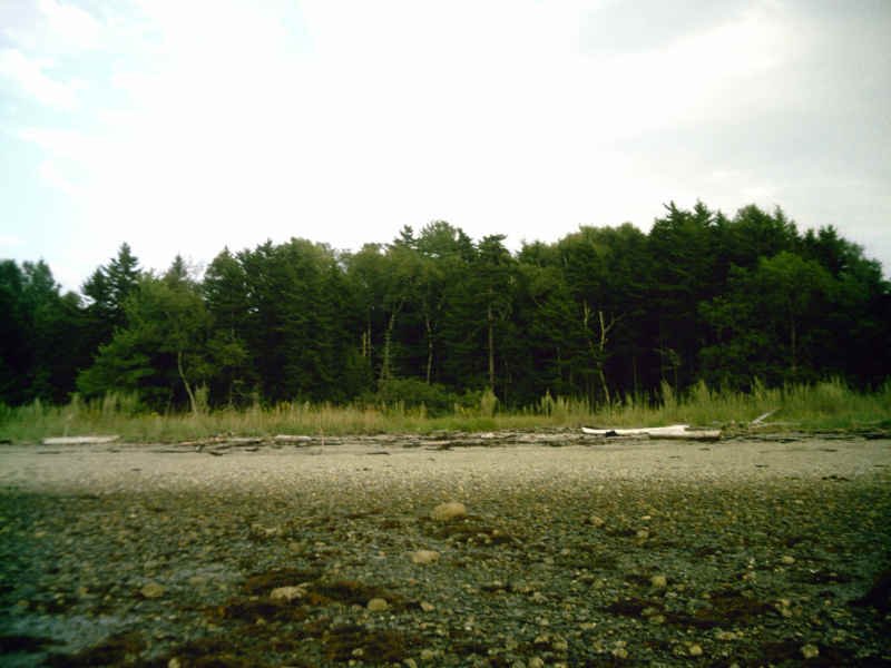owassumkeagsacrificezoneintertidaltoforestbeachscourfromdriftlogs.jpg