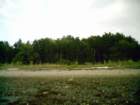 owassumkeagsacrificezoneintertidaltoforestbeachscourfromdriftlogs_small.jpg