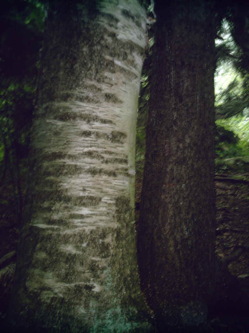 wassumkeagnetopapairoftrees.jpg