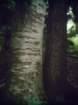 wassumkeagnetopapairoftrees_small.jpg