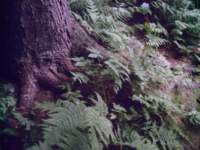 searsislandimage04_small.jpg