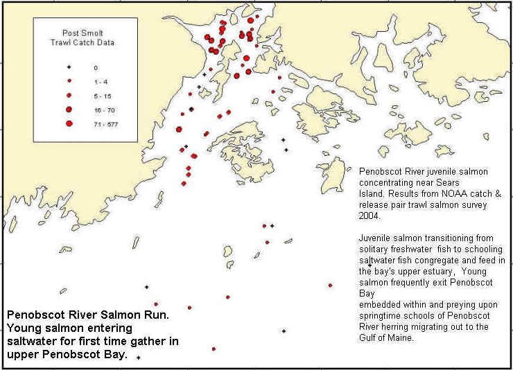 bnoaapairtrawlsurveyresultsofpostsmoltatlanticsalmonabundance2004a.jpg
